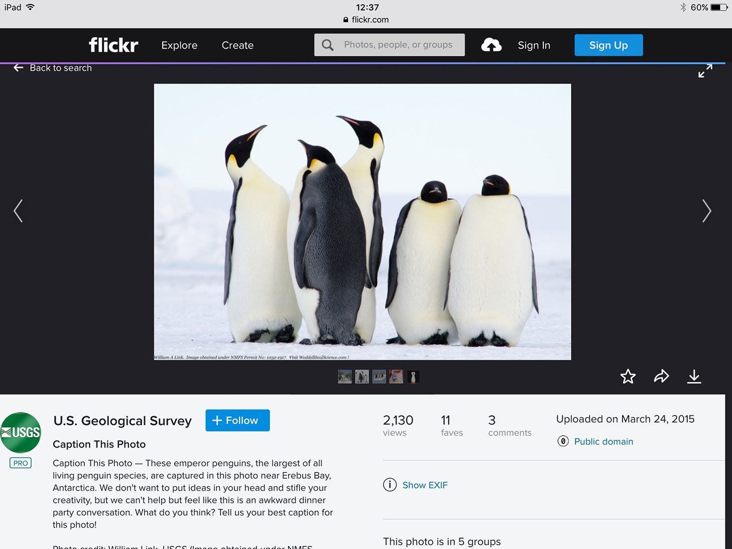 An image of penguins found on Flickr