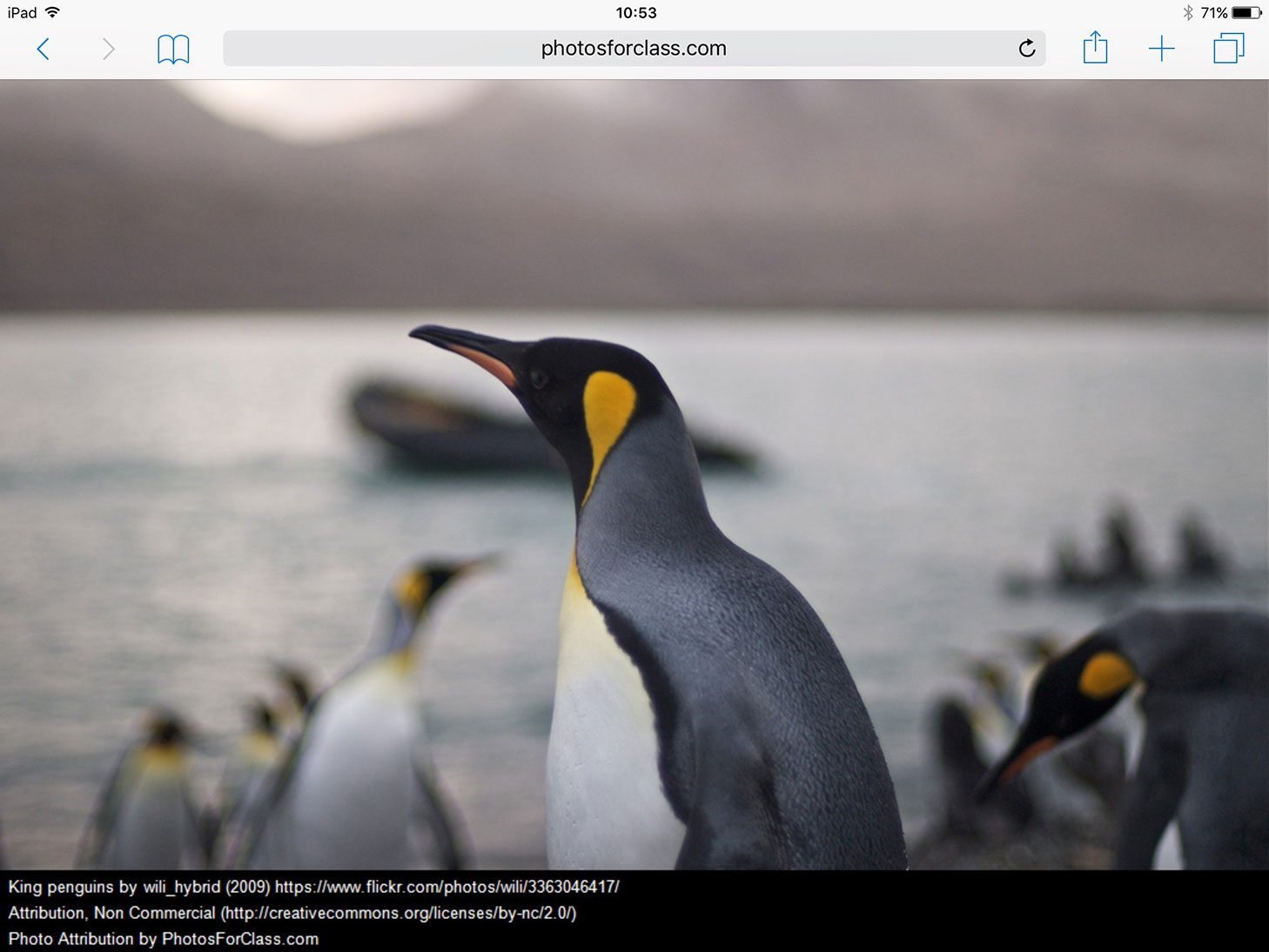 Penguin image found via Photos For Class on iPad