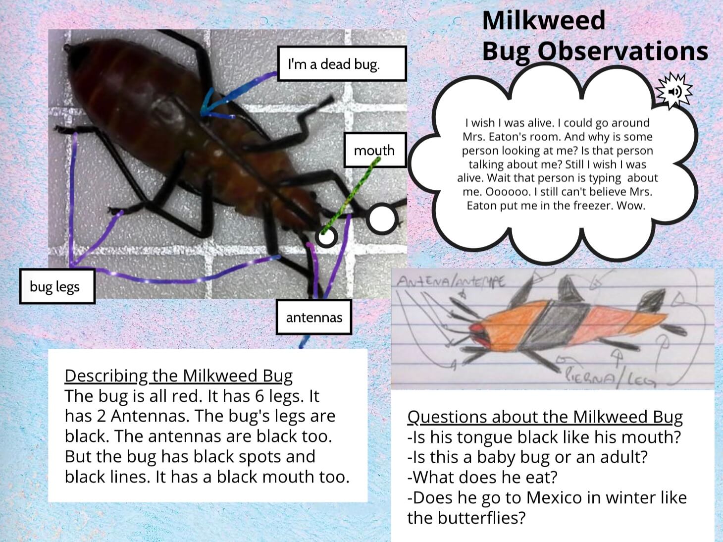 Milkweed bug observations