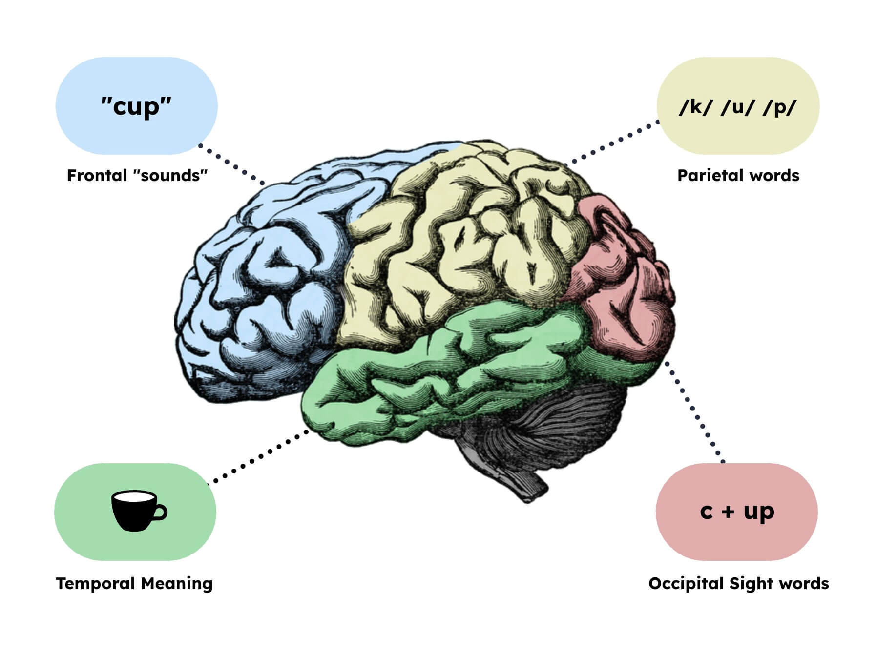 Left Hemisphere - the Reading Brain